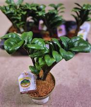 Rastlina Zamioculcas Zenzi v kvetináči.