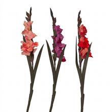 Umelé kvety gladiola v mixe farieb.