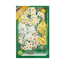 Zmes multiflorálnych narcisov, 10 ks.