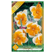 Cibuľoviny Narcis Orangery 5ks