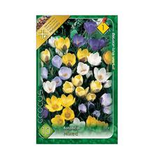 CIBUĽOVINY CROCUS MIX 10 ks