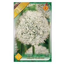 Cibuľovina Allium - Mount Everest