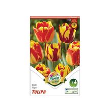 Balenie tulipánov Duo Tiger, 6 ks.
