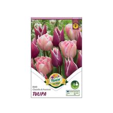Cibuľoviny tulipán mix Claudia a Foxtrot, 6 ks.