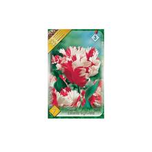 Cibuľoviny Tulipán Estella Rijnveld 7ks