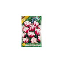 Balenie cibuľovín tulipánu Gerbrand Kieft, 8 kusov.