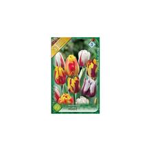 Zmes tulipánov Rembrandt, 7 kusov.