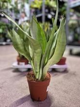 Rastlina SANSEVIERIA trifa. 'Moonshine' v kvetináči.