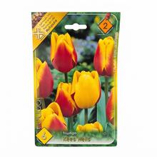 Balenie cibúľ tulipánu Kees Nelis, 6 kusov.