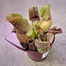 Miešanica črepníkových kvetov Sarracenia.