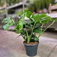 Izbová rastlina MONSTERA Taury v črepníku.